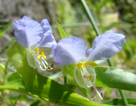 跡見群芳譜(野草譜 ツユクサ)